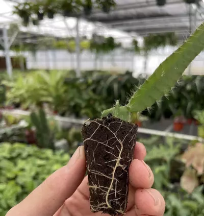 plant/Edgar’s Baby Dragonfruit starter plant growers choice-4-thumbnail