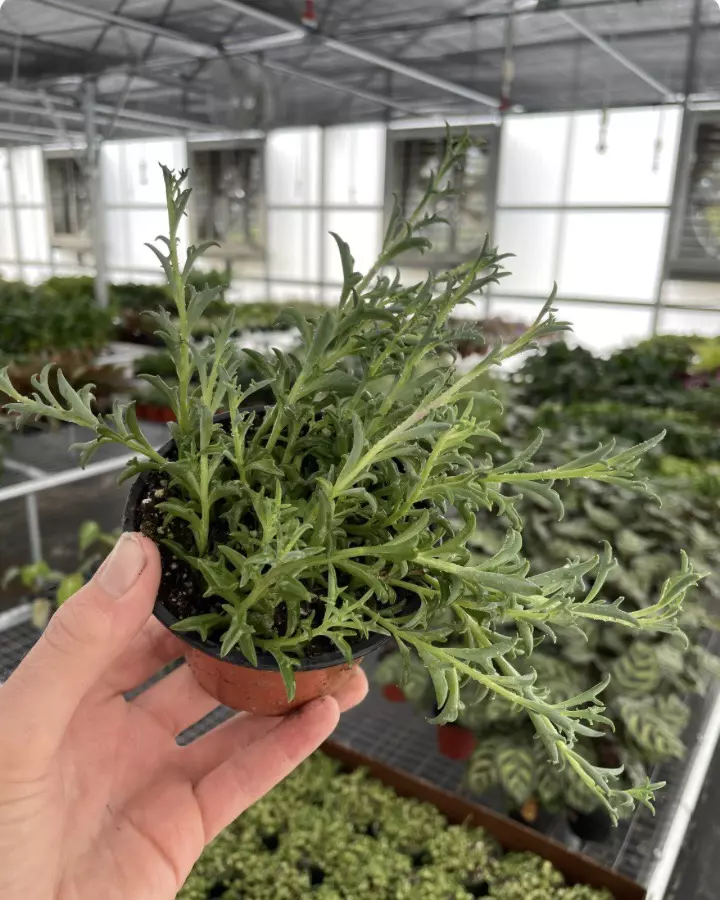 plant/String of Dolphins 4” pot growers choice-1