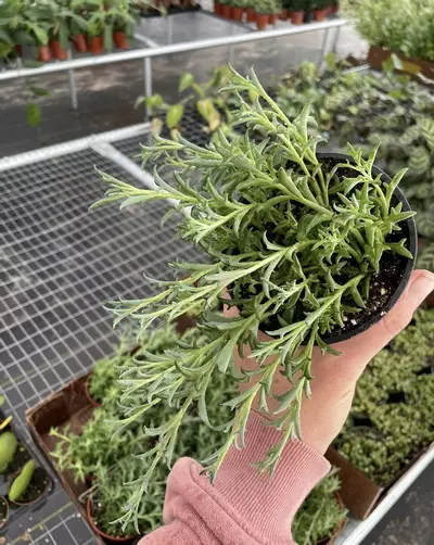 plant/String of Dolphins 4” pot growers choice-4-thumbnail