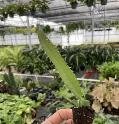 plant/Edgar’s Baby Dragonfruit starter plant growers choice-1-thumbnail