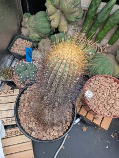 plant/Q0 Micranthocereus auriazureus, rare cactus-1-thumbnail