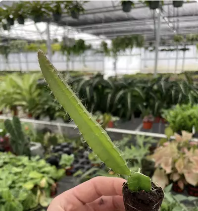 plant/Edgar’s Baby Dragonfruit starter plant growers choice-3-thumbnail