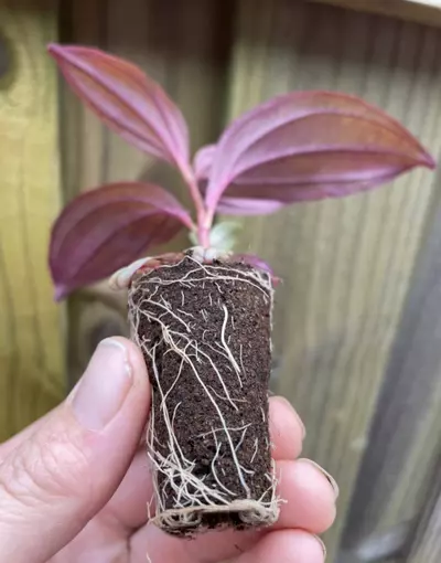 plant/Medinilla Gregori Hambali starter plant growers choice-4-thumbnail