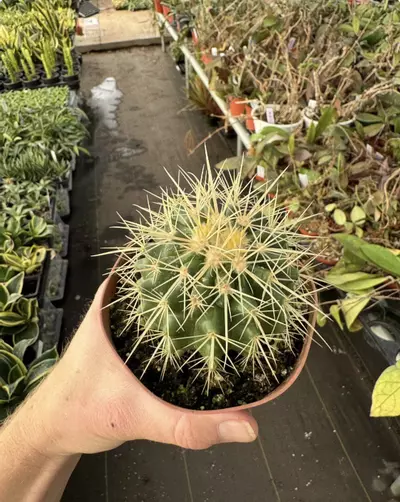 plant/Golden Barrel Cactus 4” pot growers choice-5-thumbnail