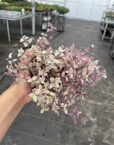 plant/Tradescantia pink panther 4” pot growers choice-3-thumbnail