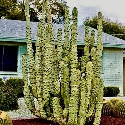 plant/Shipping-0-thumbnail