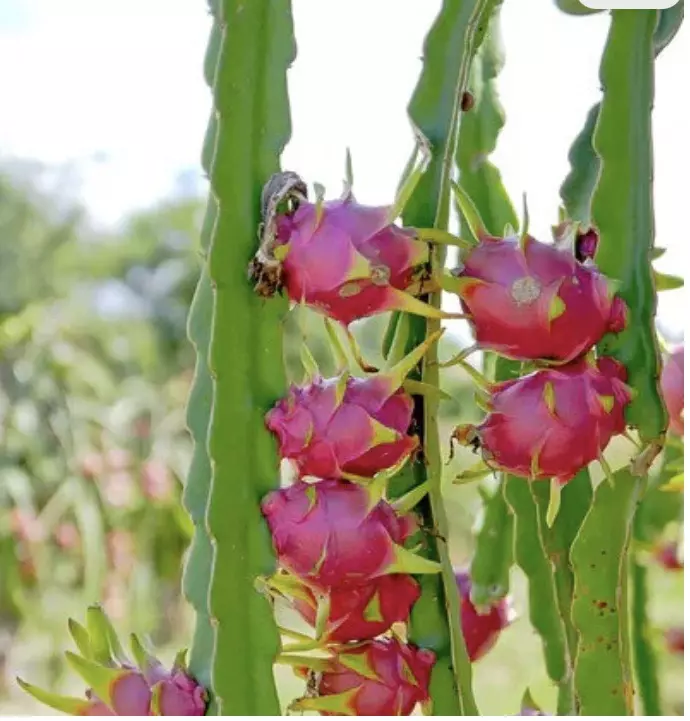 plant/Edgar’s Baby Dragonfruit starter plant growers choice-0