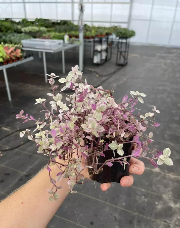 plant/Tradescantia pink panther 4” pot growers choice-5