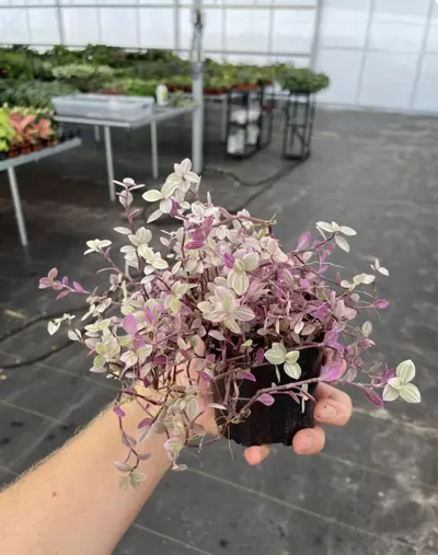 plant/Tradescantia pink panther 4” pot growers choice-5-thumbnail