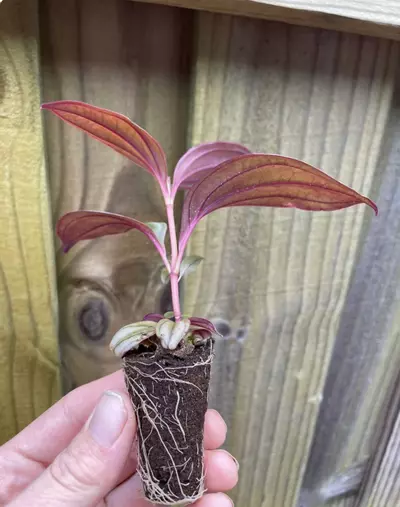 plant/Medinilla Gregori Hambali starter plant growers choice-3-thumbnail