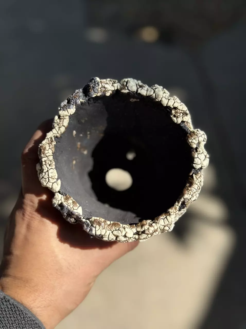 plant/Gold and black footed 4.5x4.5-1