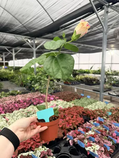 plant/Rim Of Fire Hibiscus 4” Pot Growers Choice-2-thumbnail