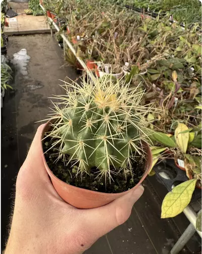 plant/Golden Barrel Cactus 4” pot growers choice-2-thumbnail