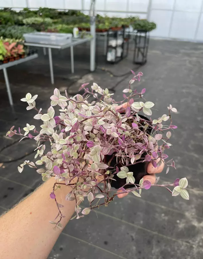 plant/Tradescantia pink panther 4” pot growers choice-1