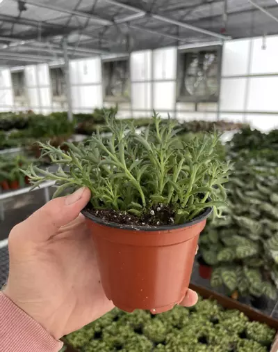 plant/String of Dolphins 4” pot growers choice-2-thumbnail