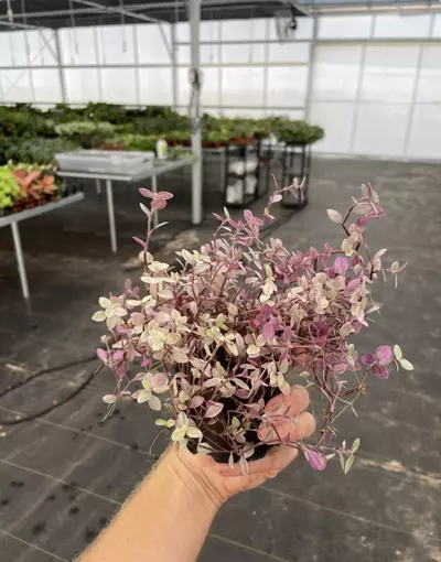 plant/Tradescantia pink panther 4” pot growers choice-4-thumbnail