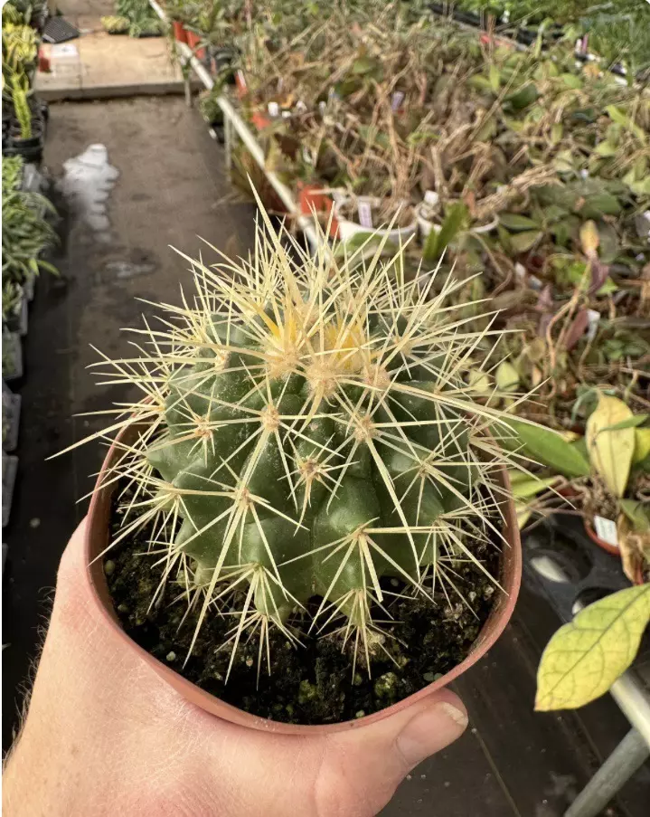 plant/Golden Barrel Cactus 4” pot growers choice-1