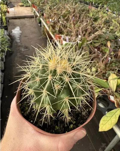 plant/Golden Barrel Cactus 4” pot growers choice-1-thumbnail