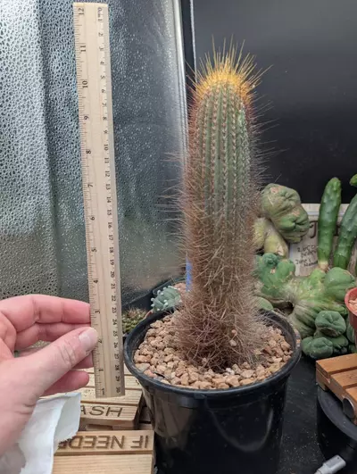 plant/Q0 Micranthocereus auriazureus, rare cactus-0-thumbnail