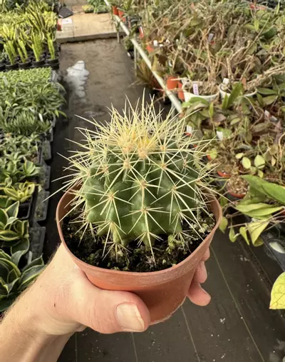 plant/Golden Barrel Cactus 4” pot growers choice-4-thumbnail