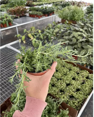 plant/String of Dolphins 4” pot growers choice-3-thumbnail