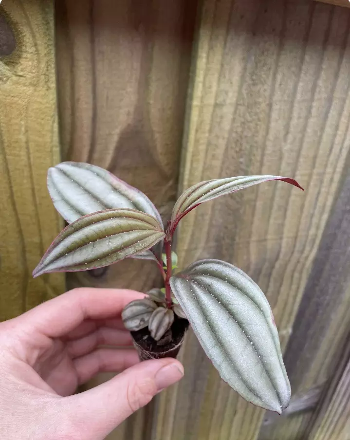 plant/Medinilla Gregori Hambali starter plant growers choice-1