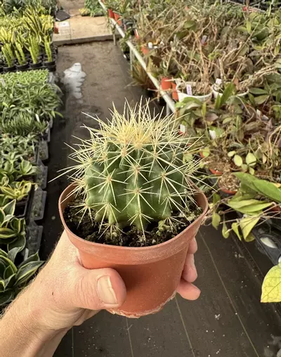 plant/Golden Barrel Cactus 4” pot growers choice-6-thumbnail