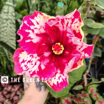 plant/Rim Of Fire Hibiscus 4” Pot Growers Choice-0-thumbnail