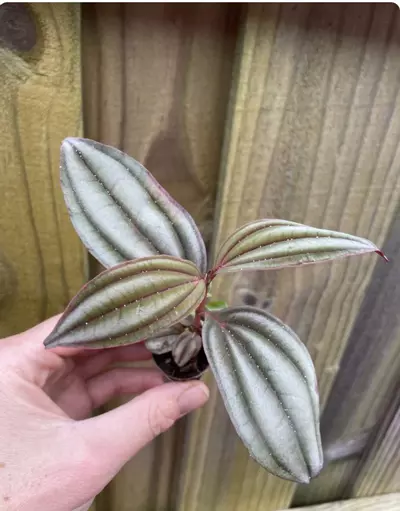 plant/Medinilla Gregori Hambali starter plant growers choice-2-thumbnail