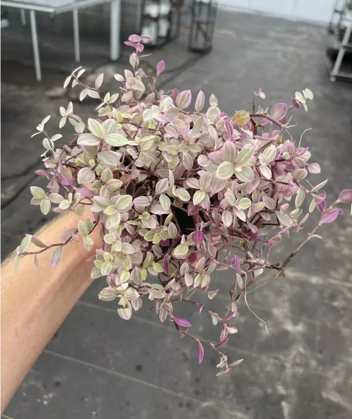 plant/Tradescantia pink panther 4” pot growers choice-0