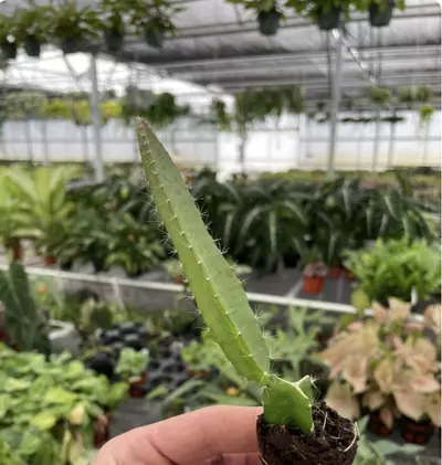 plant/Edgar’s Baby Dragonfruit starter plant growers choice-5-thumbnail