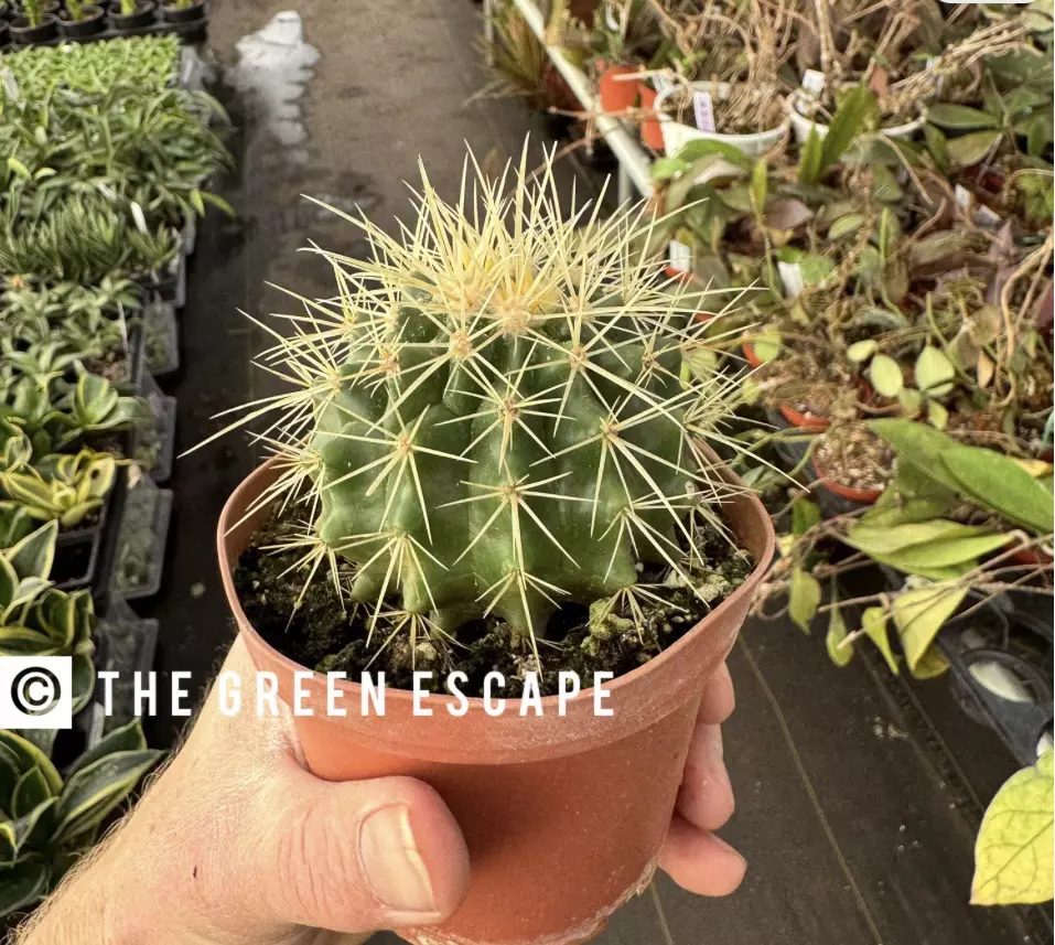 plant/Golden Barrel Cactus 4” pot growers choice-0