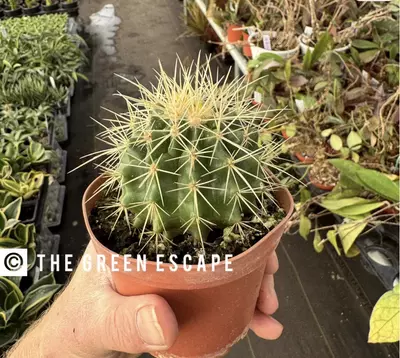 plant/Golden Barrel Cactus 4” pot growers choice-0-thumbnail