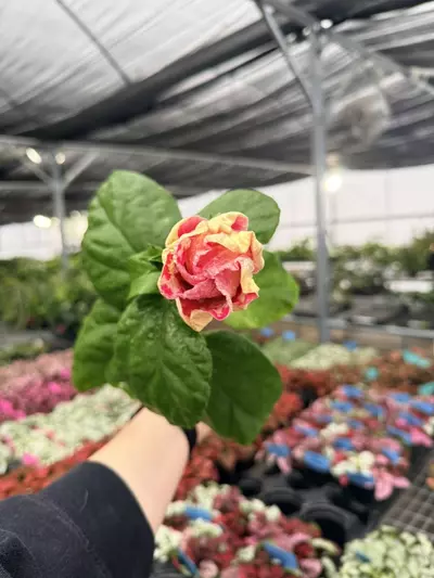 plant/Rim Of Fire Hibiscus 4” Pot Growers Choice-1-thumbnail