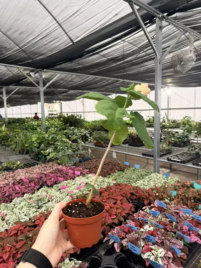 plant/Rim Of Fire Hibiscus 4” Pot Growers Choice-4-thumbnail