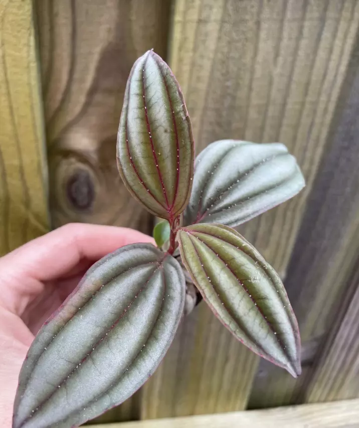 plant/Medinilla Gregori Hambali starter plant growers choice-0