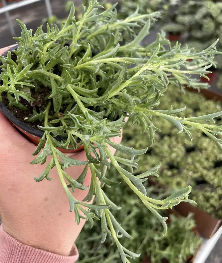 plant/String of Dolphins 4” pot growers choice-0