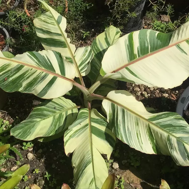 plant/Musa aeae variegated banana starter plant growers choice-0