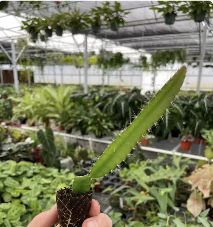 plant/Edgar’s Baby Dragonfruit starter plant growers choice-6