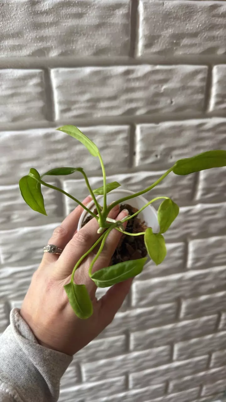 plant/Anthurium Vittarifolium seedling-0