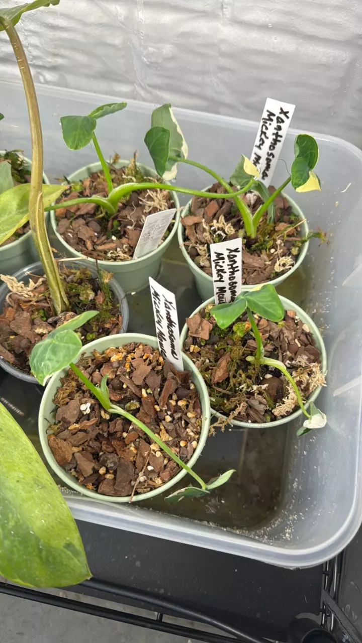 plant/Mickey Mouse starters-0