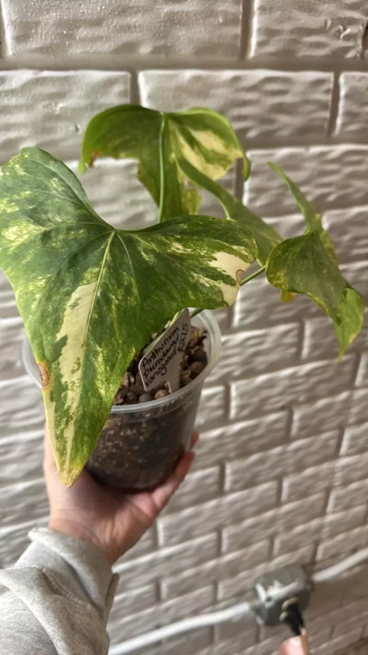 plant/Anthurium variegated pterodactyl-0