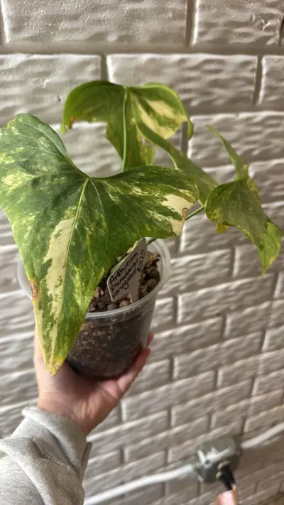 plant/Anthurium variegated pterodactyl-0-thumbnail