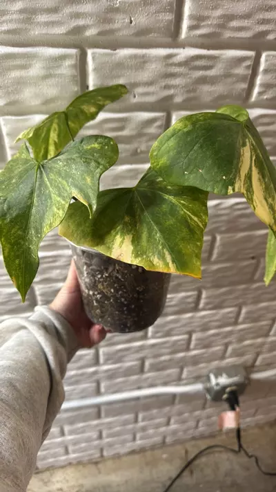 plant/Anthurium variegated pterodactyl-2-thumbnail