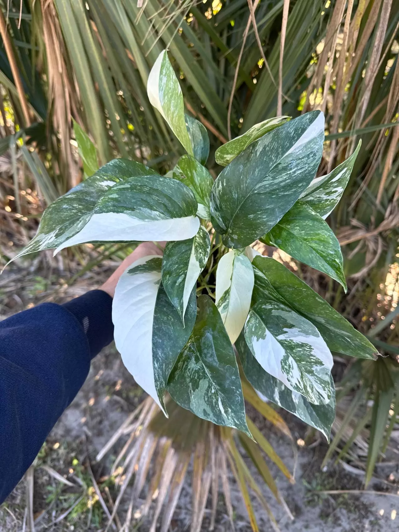 plant/Plant of the Month (Feb) Epipremnum pinnatum albo 4in-1