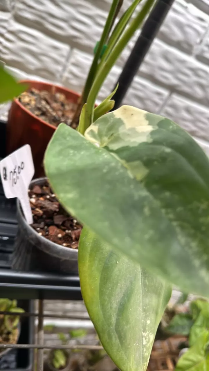 plant/Variegated Chiapense-2