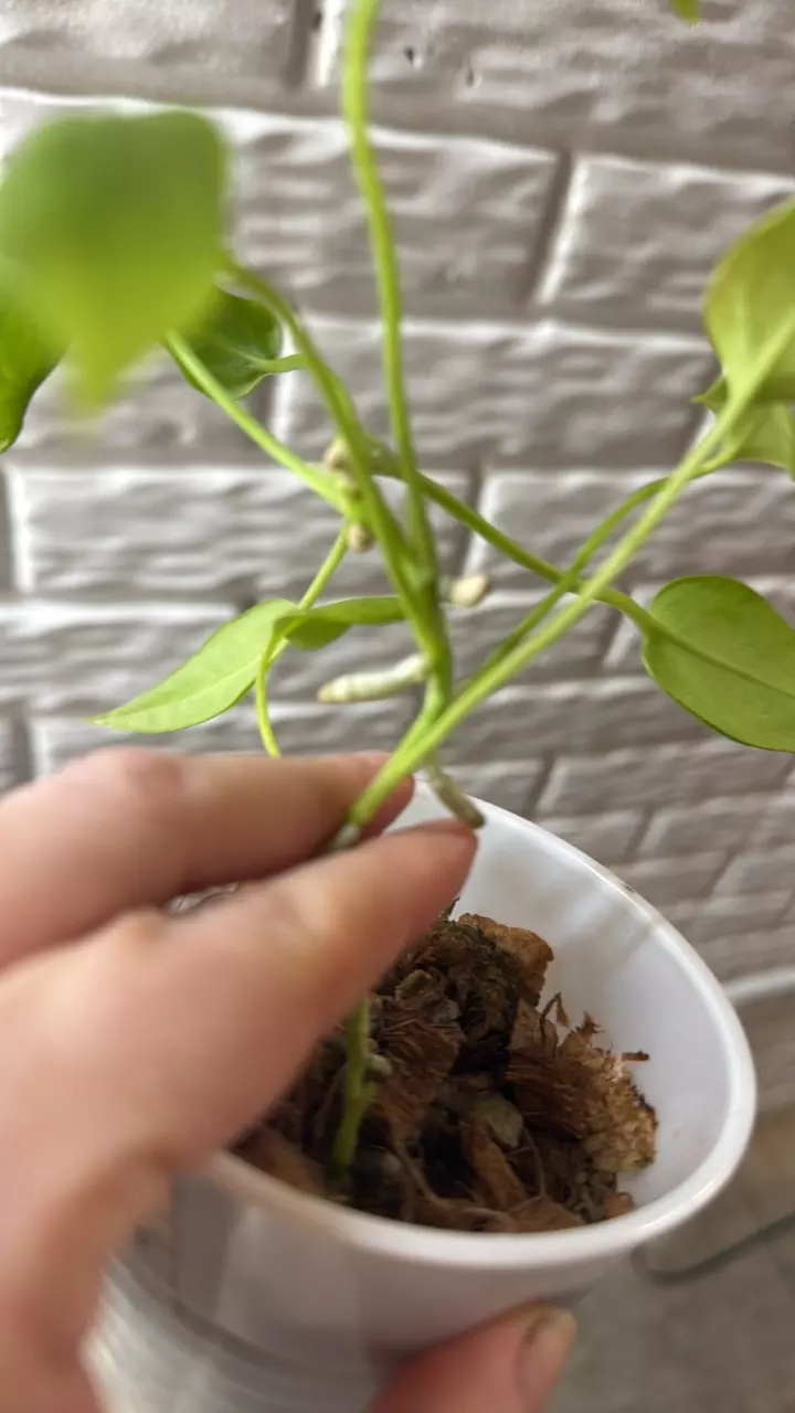 plant/Anthurium Vittarifolium seedling-1