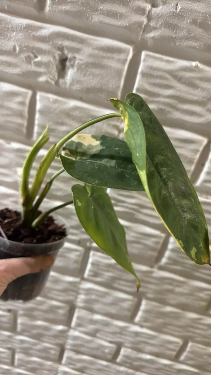 plant/Variegated Chiapense-0