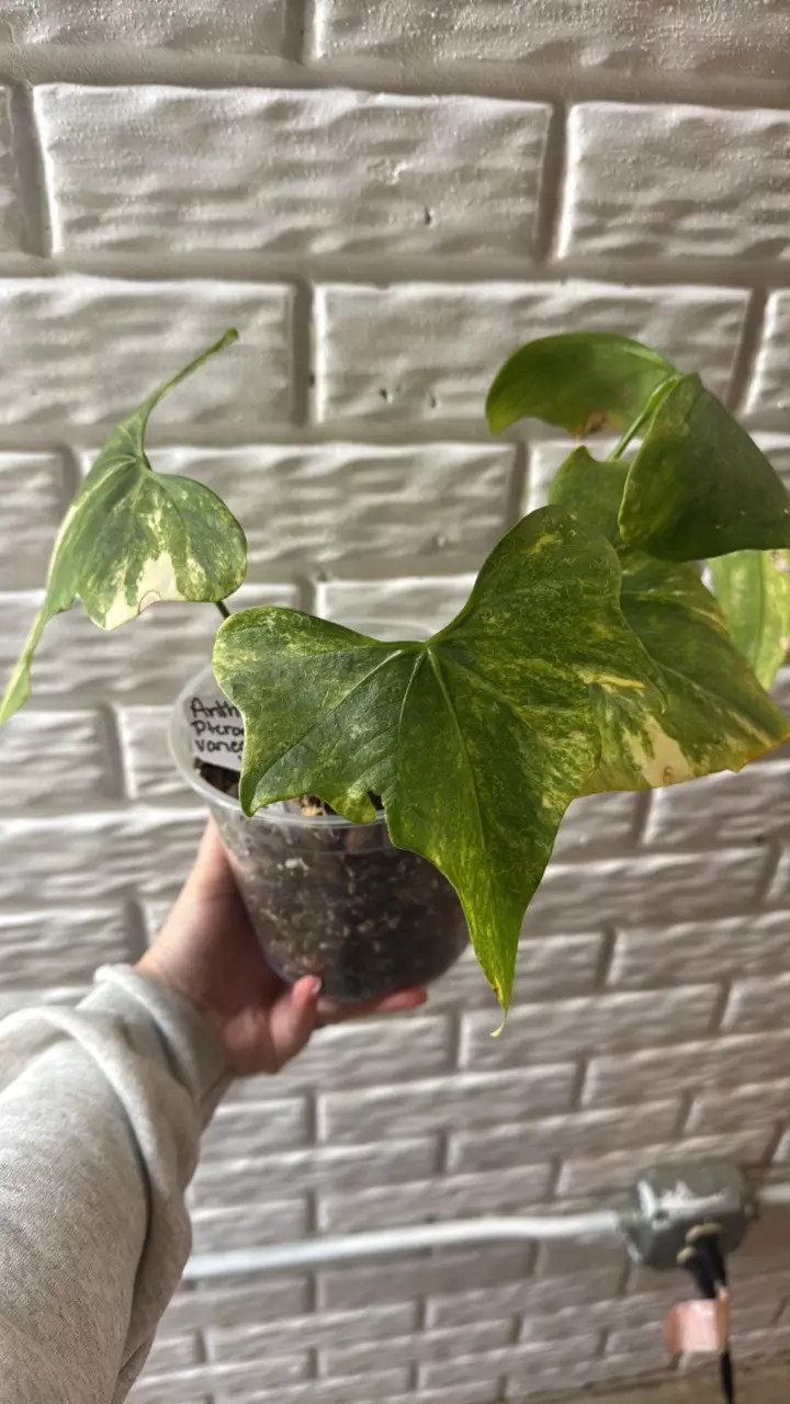 plant/Anthurium variegated pterodactyl-1