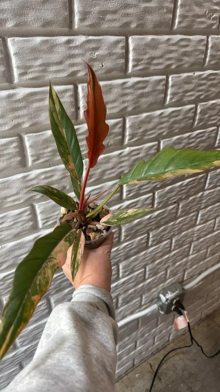 plant/Carmel Marble-0